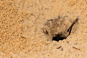 Ant (Aphaenogaster barbigula) (Aphaenogaster barbigula)